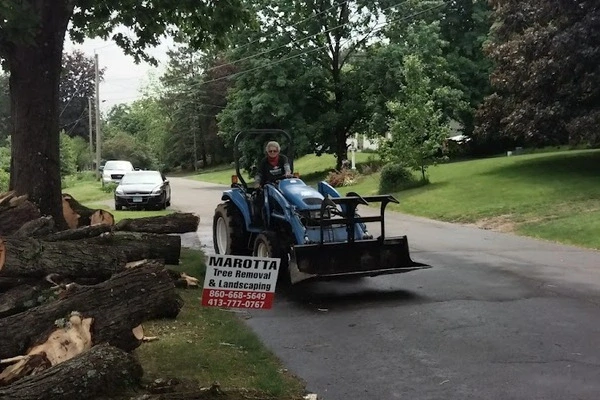 Professional tree expert in Suffield, CT