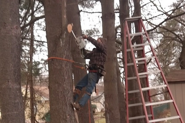 Tree Cutting