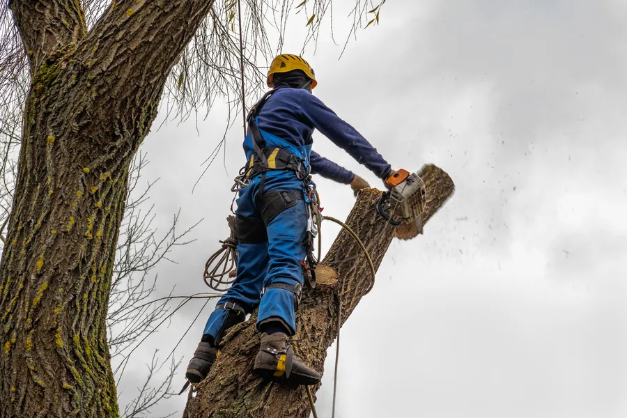 Experienced Tree Cutting Suffield, CT