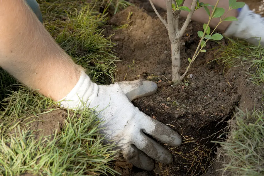 How Tree Planting Enhances Property Value And Curb Appeal Suffield, CT