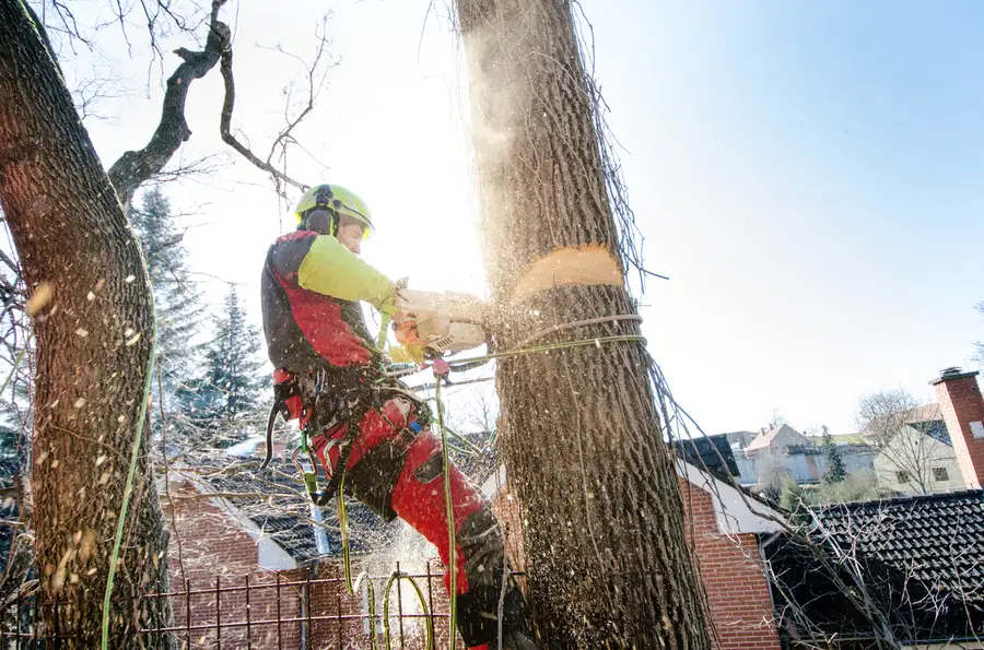 Reliable Tree Cutting Suffield, CT