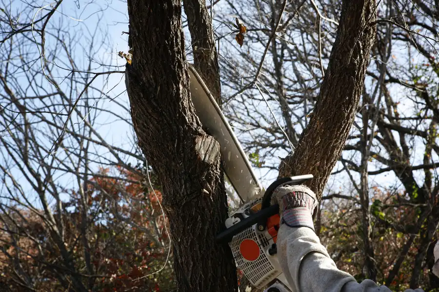 Signs Your Tree May Need Immediate Removal Services Suffield, CT