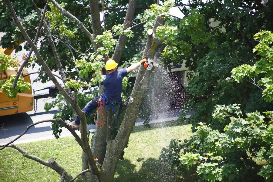 Signs Your Tree May Need Immediate Removal Services in Suffield, CT