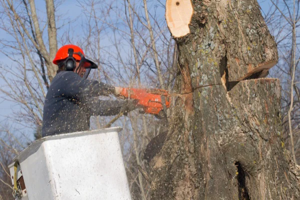 Understanding When Tree Removal Service Is Necessary Suffield, CT