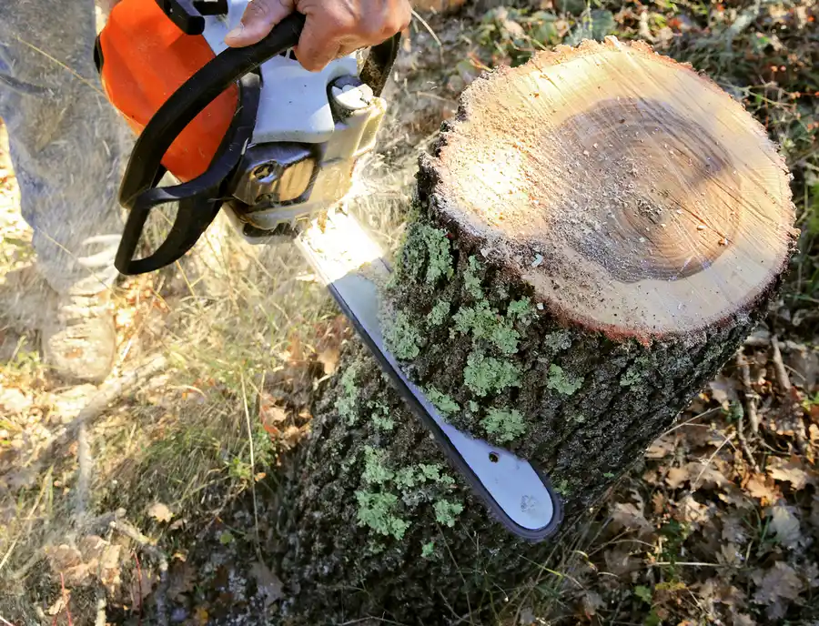 When Is The Right Time For Tree Cutting And Pruning in Suffield, CT